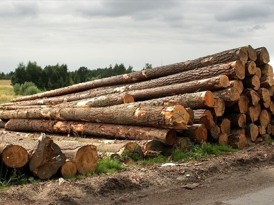 Более 800 «черных» рубок леса регистрируют каждый год в Забайкалье