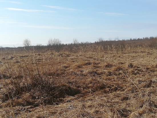 В Тверской области землевладелец забросил 10 гектаров своих владений
