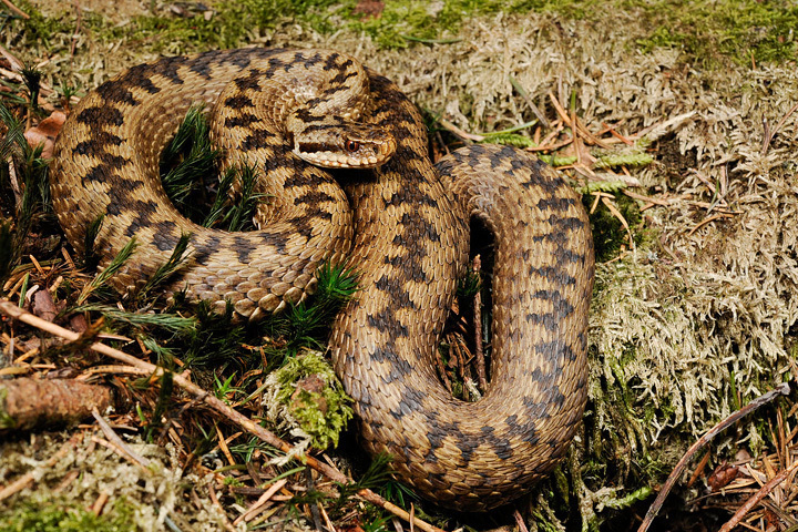 Дачников предупредили, что гадюк нельзя убивать