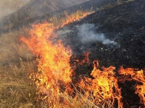 В хабаровском нацпарке "Анюйский" локализован пожар в месте обитания амурского тигра