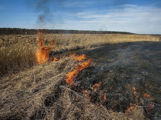 Рядом с Ярославским НПЗ неизвестные подожгли поле с сухой травой