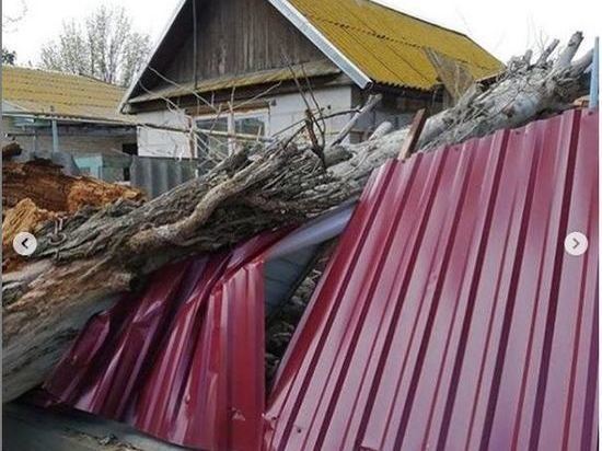 В Астраханской области огромный тополь раздавил забор и крышу дома