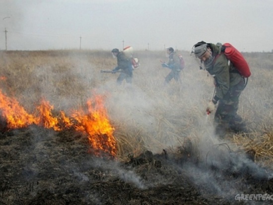 Спасатели посчитали сгоревшую свердловскую траву