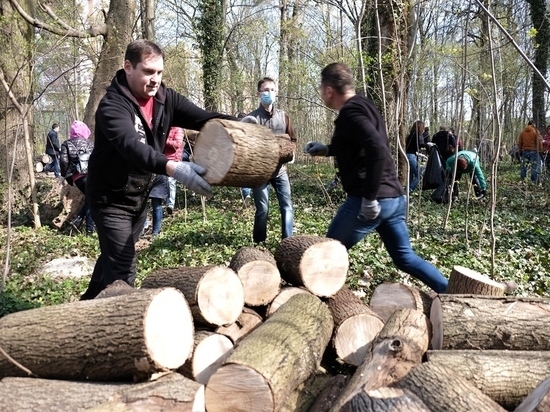 Мэрия Калининграда предложила жителям города бесплатные дрова