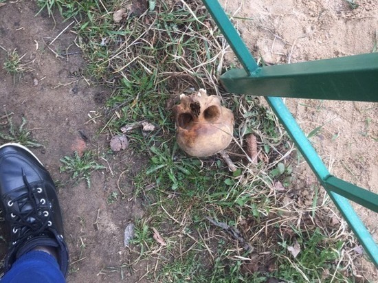 Разбросанные останки человека нашли у детской площадки в Тверской области