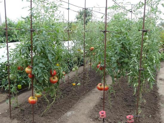 Как в Волгограде вырастить томаты высотой 2-3 метра