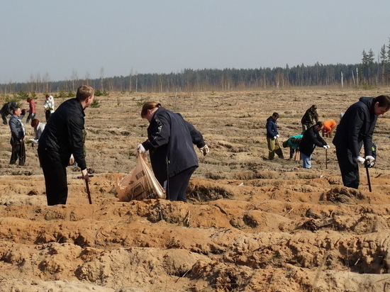 На прошедших выходных под Воронежем высадили 3 гектара нового леса