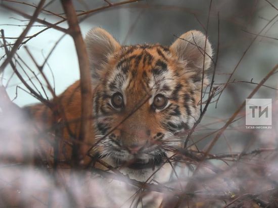 В Татарстане объявили акцию в помощь слепнущему тигренку Луне