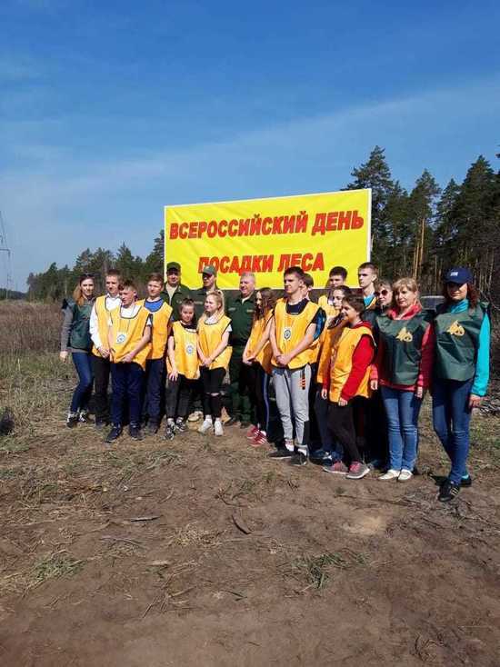 В Тамбовской области  высажено более 6 тысяч молодых сосен