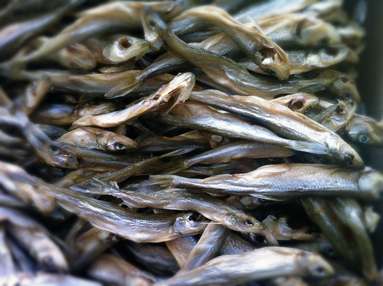 Снеток Рыба Фото
