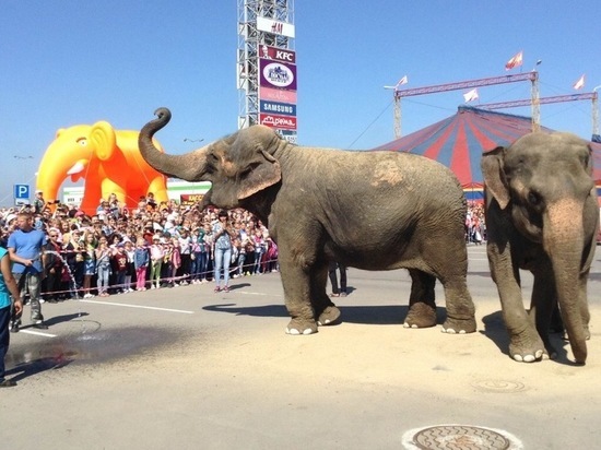 Слоны искупаются на площади перед цирком в Твери
