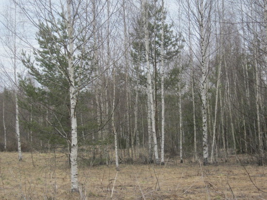 В Тверской области зарастают сотни гектаров пахотных земель