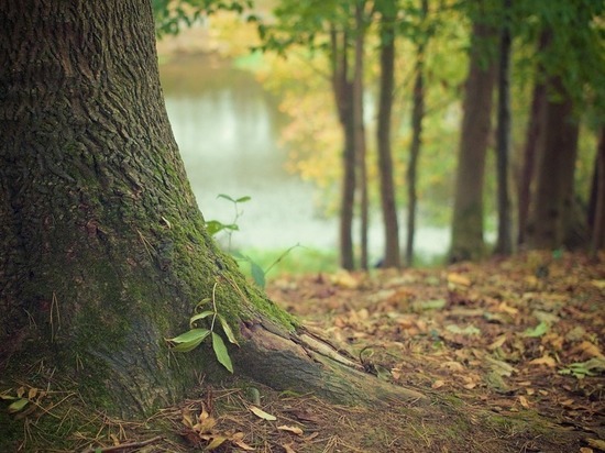 2,5 млн деревьев появятся в Татарстане после акции «День посадки леса»
