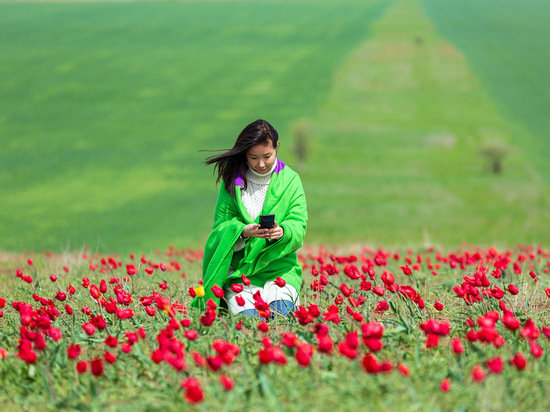 Для фестиваля тюльпанов в Калмыкии МегаФон увеличил емкость сети в два раза