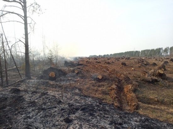 Более 5 га леса выгорело в Кировском районе