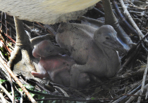 В Московском зоопарке пара редких кудрявых пеликанов стала родителями: у них вылупились два птенца