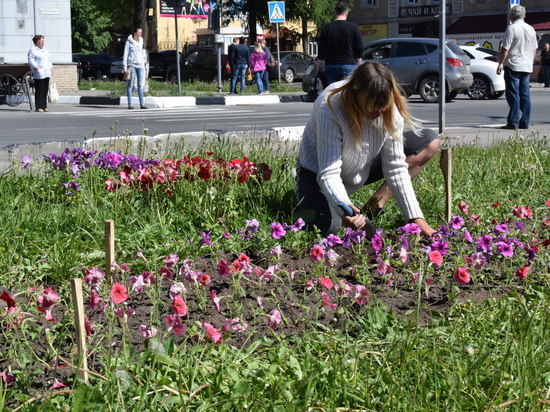 В Иванове зацветут более восьмидесяти тысяч тюльпанов