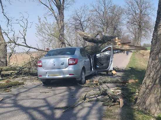 «На дороге»: в Калининградской области упавшее дерево раздавило машину
