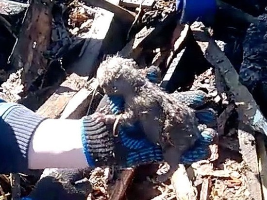 Из пожара на пилораме под Иркутском спасли двух лисят
