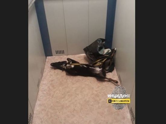 В лифте новосибирского ЖК нашли задушенную собаку