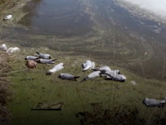 В Кировской области нашли сотни мертвых чаек