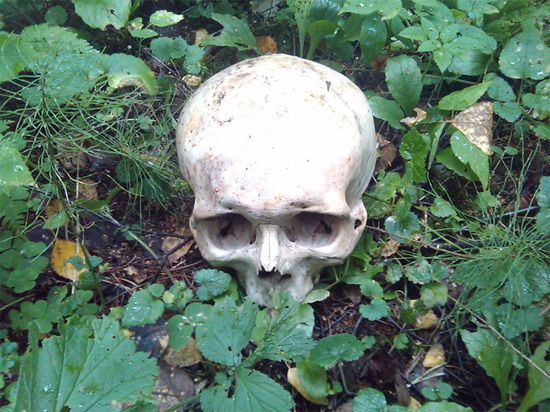 В лесу под Алуштой нашли человеческий череп