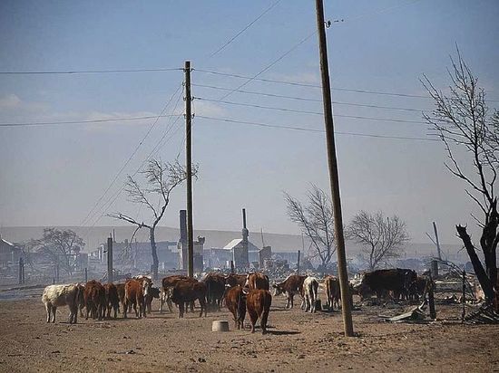 Пострадавшим от пожаров животным в Забайкалье нужны медикаменты