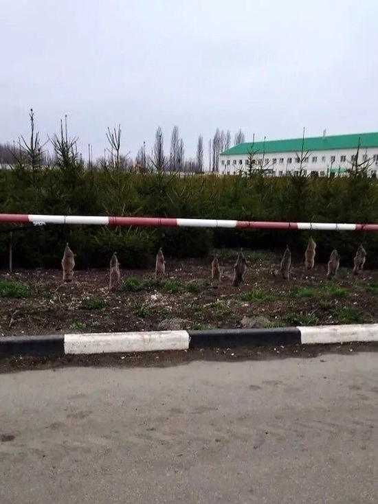 В «Корочанских садах» под Белгородом демонстративно повесили кротов