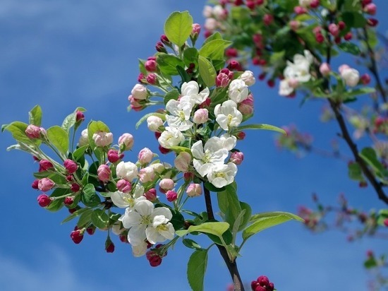 Ишимские врачи высадили яблоневую аллею