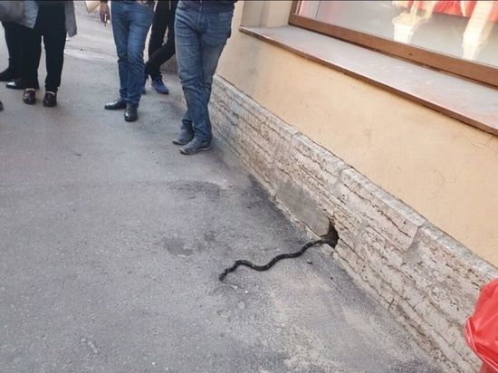 Покупатели алкомаркета в Петербурге испугались змеи