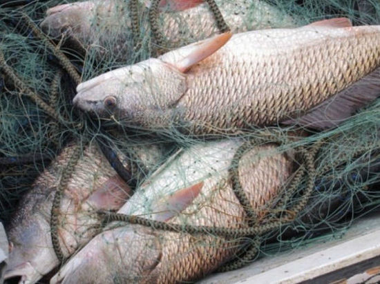 Трое узбекистанцев ловили рыбу сетями в Старой Майне