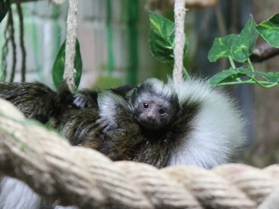 В «Роевом ручье» у пары редких обезьян родился малыш