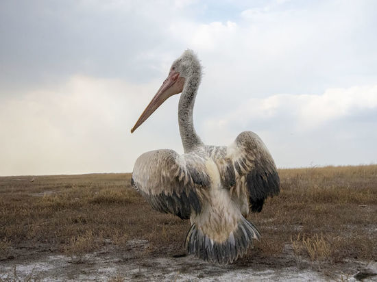 Спасенного в Кузбассе кудрявого пеликана выпустили на свободу