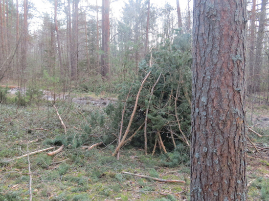 Рецидивист незаконно рубил хвойные деревья в Тверской области