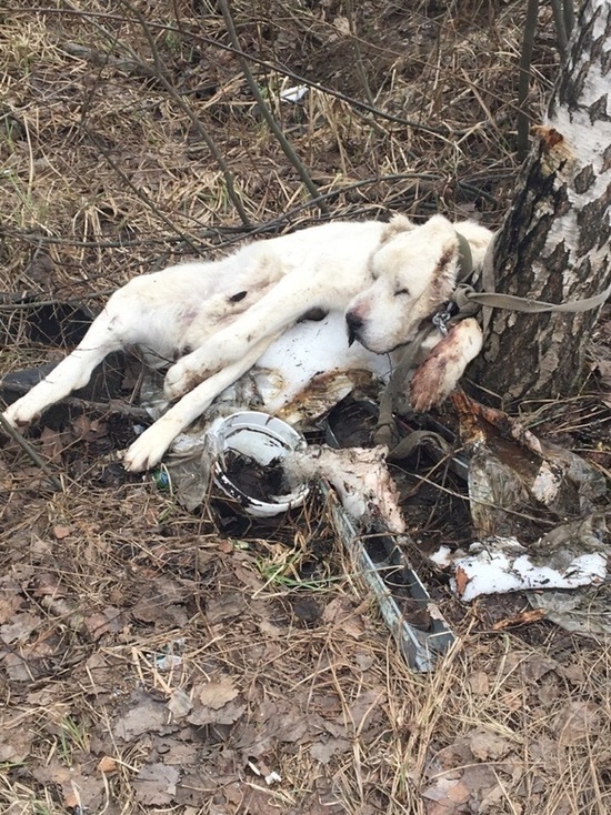 В Ярославле хозяева привязали собаку к дереву в лесу и оставили умирать