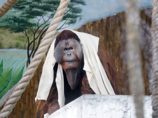 В Калининградском зоопарке умер орангутанг Бенджамин