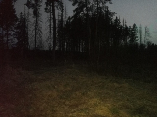 На борьбу с лесным пожаром вблизи Фаянсовой ушло 9 часов