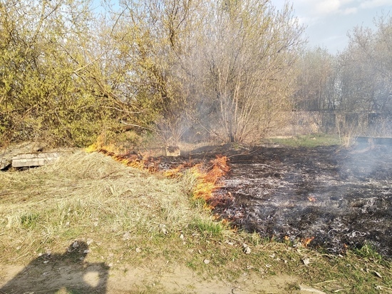 Любители шашлыка в Твери устроили пожар за Центральным стадионом