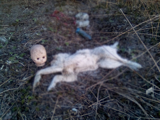 В Кемерове обнаружили труп собаки с головой куклы
