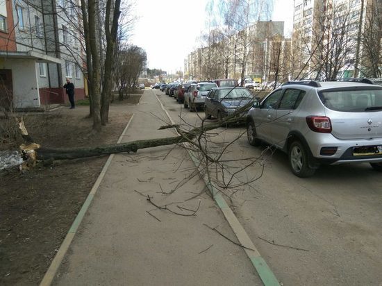 В Кирове из-за ветра дерево упало во двор дома