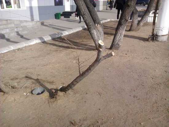 Общественники Читы хотят контролировать высадку деревьев рекламщиками