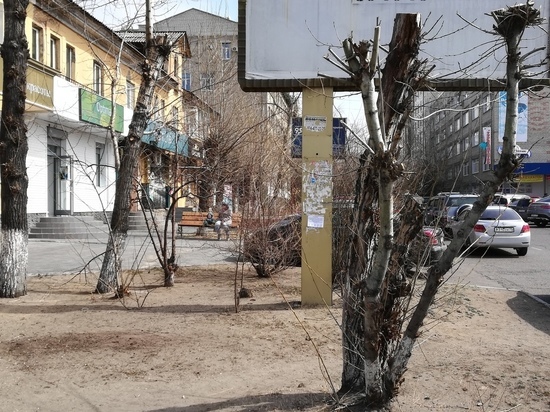 Учёный заявил, что деревья Читы без обрезки почти бесполезны
