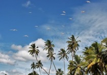 Остров Шри-Ланка под прежним названием Цейлон часто становился «декорациями» к романам европейских писателей прошлого