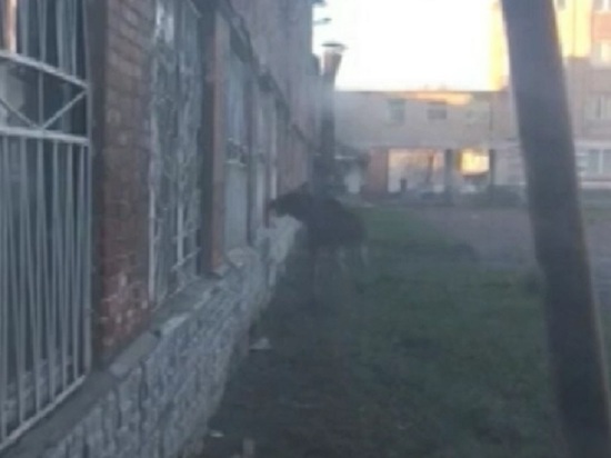 В микрорайон Пятерка в Ярославле забрел молодой лось