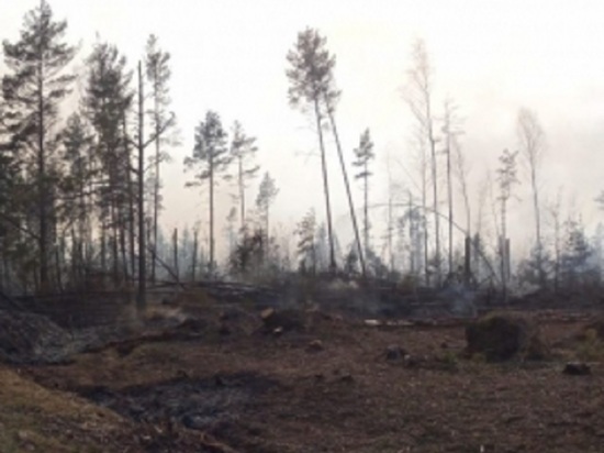 В Кирове выгорело больше 9 га леса