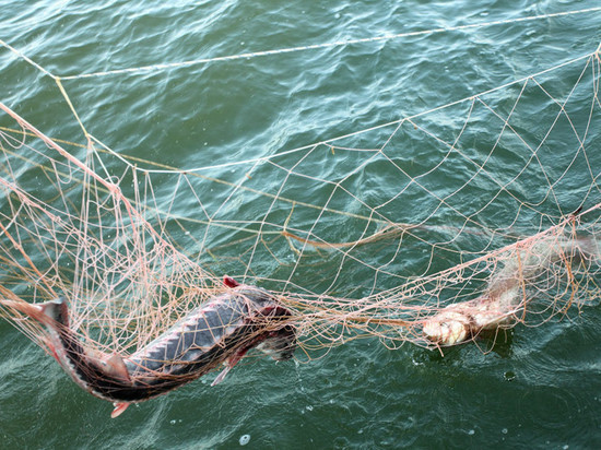 Два жителя Тверской области попали под суд за ловлю рыбы сетями