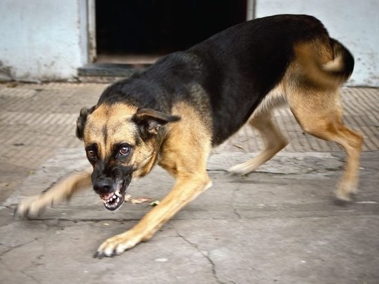  В Саранске по факту нападению на ребенка породистой собаки проводится проверка
