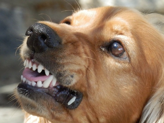 В Удмуртии бешенная собака напала на людей