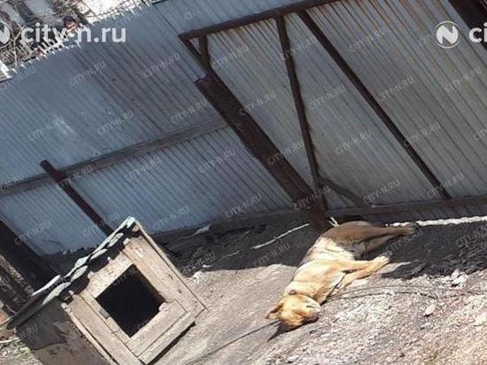 В Новокузнецке собака погибла, спасая ребенка от удара током