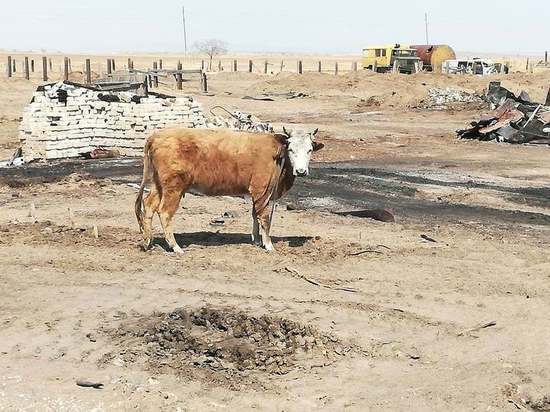 Жители села в Забайкалье спасли корову из руин сгоревшего дома